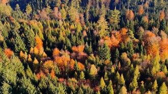 Flug über den goldenen Herbstwald 🍁✨